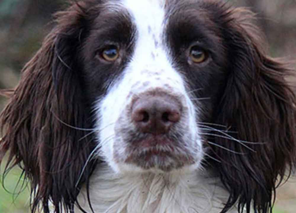 Corrib English Springer Spaniels Corrib Gun Dogs Corrib English Springer Spaniels Corrib Gun Dogs