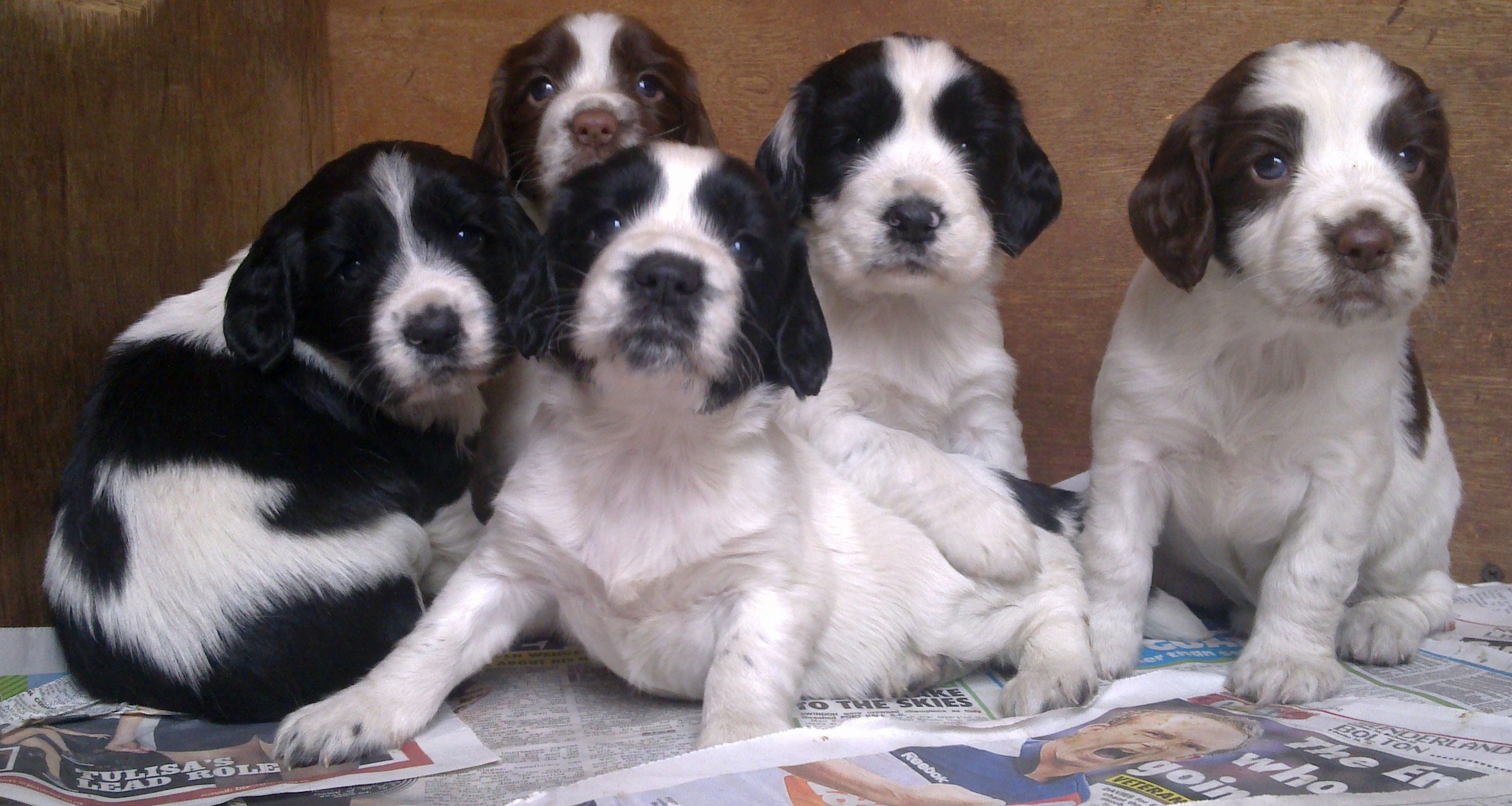 springer spaniel puppies