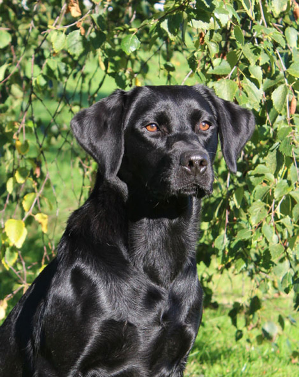 Ftch labrador store puppies for sale