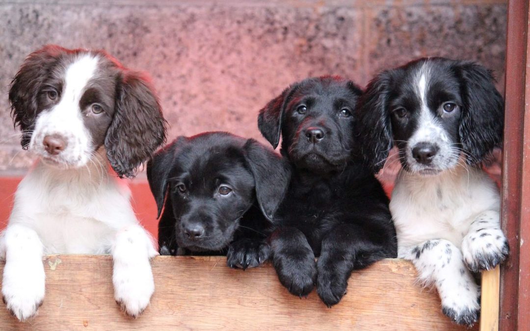 Corrib-Gun-Dogs-Ireland-Labradors-Pups