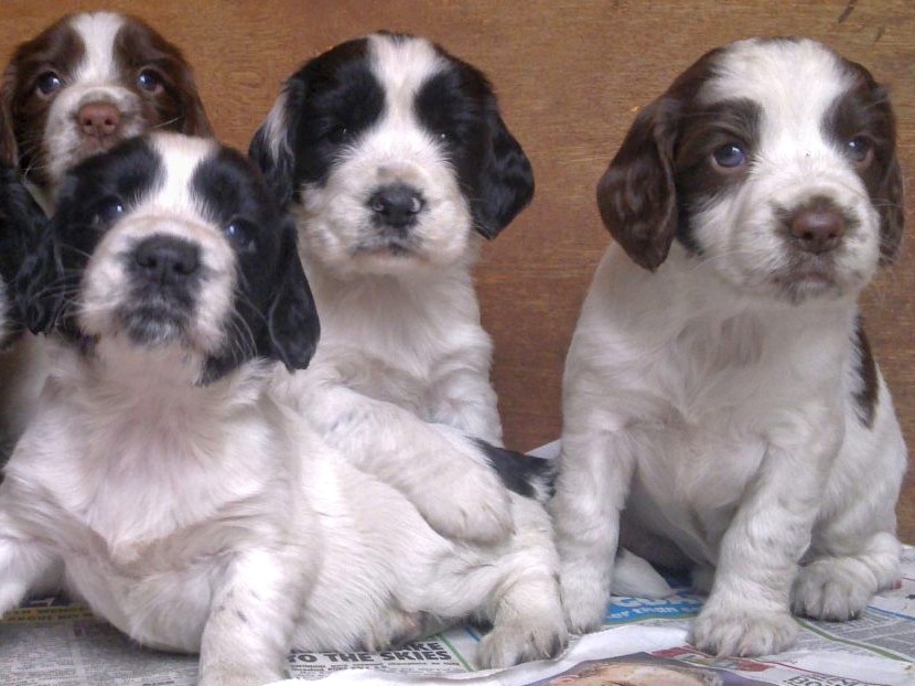 English Springer Spaniel Puppies!