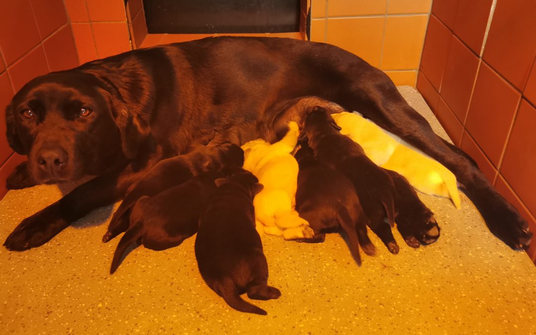 Labrador Retriever Pups Born 04 April 2020